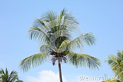 Green palm tree in Miami Beach with blue sky background Stock Photo