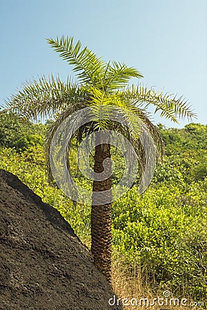 Green palm tree near the rock on the background of a hill with jungle and clear blue sky Stock Photo