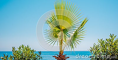 Green palm tree`s leaf against blue sky and sea background. Tropical landscape Stock Photo