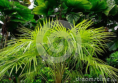 Botanic Gardens in Singapore Stock Photo