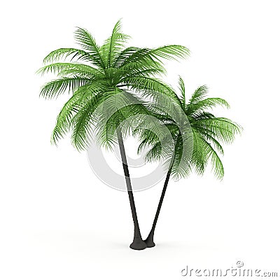 Green palm on a white background. Stock Photo