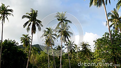 Green palms against cloudy sky. Majestic view of wonderful tropical plants growing against blue cloudy sky on sunny day on Ko Stock Photo