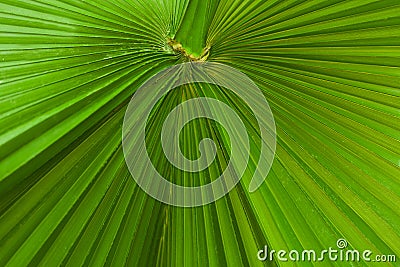Fresh green tropical palm leaf close up surface texture image as background image. green palmtree leaf texture with Stock Photo