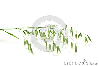 Green panicle of oat Stock Photo