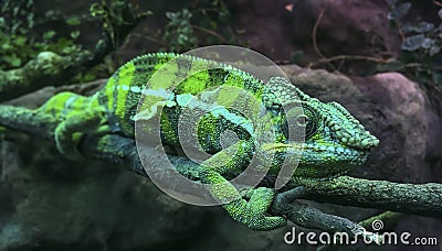 Green Panther Chameleon Furcifer pardalis leaning on a stick. Stock Photo