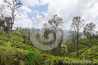 Green paradise in Sri Lanka Stock Photo