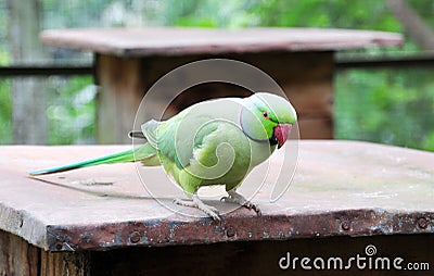 Green parakeet Stock Photo