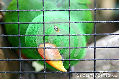 Green parakeet in cage Stock Photo