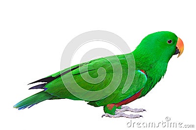 Green Parakeet parrot isolated Stock Photo