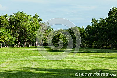 Green park in city Stock Photo