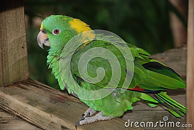 Green Parrot Stock Photo