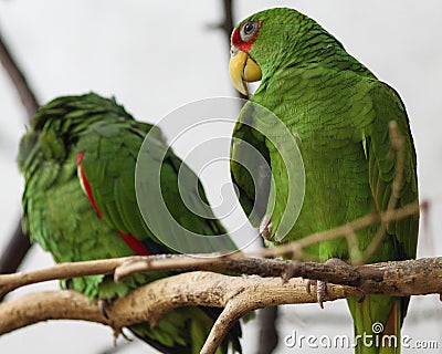 Green Parrot Stock Photo