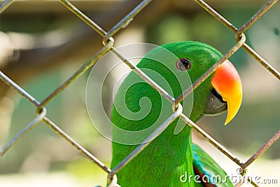 Green parrot behide cage Stock Photo