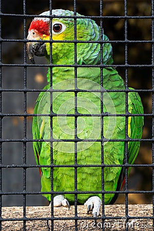 Green parrot behind bars in a zoo. Stock Photo