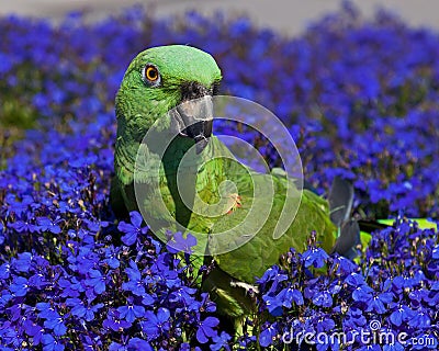 Green Parrot on blue flowers Lobelia Stock Photo