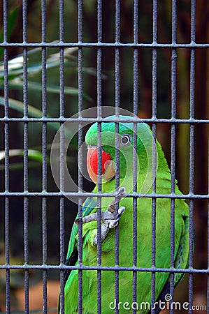 Green parrot in cage Stock Photo