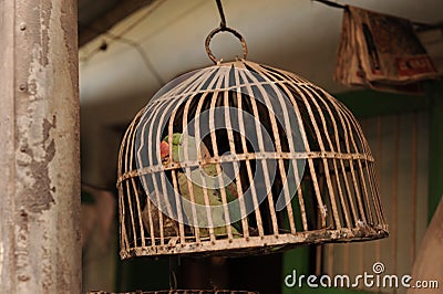 Green parrot is in the cage Stock Photo