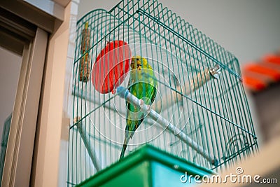 Green parrot caged poultry Stock Photo