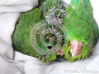 Green parrot chicks Stock Photo