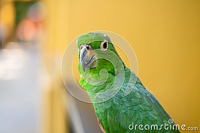 Green parrot close-up portrait. Bird park, wildlife Stock Photo