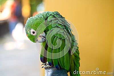 Green parrot close-up portrait. Bird park, wildlife Stock Photo