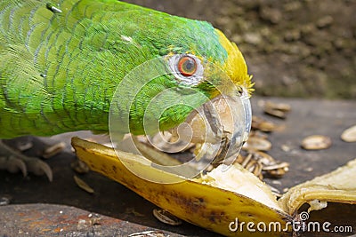 Green parrot eating banana Psittacoidea. Stock Photo