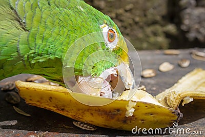 Green parrot eating banana Psittacoidea. Stock Photo
