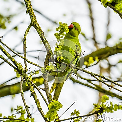 Green parrot eating green seeds on the tree Stock Photo