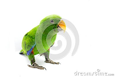 Green parrot (Eclectus roratus) Stock Photo