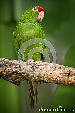 Green parrot Finsch's parakeet, Aratinga finschi, Costa Rica Stock Photo