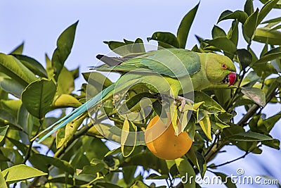 Green Parrot Parakeet Orange Tree Galilee Israel Stock Photo