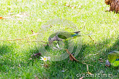 a green parrot picking up a wooden stick with its beak in the background grass, white flowers Stock Photo