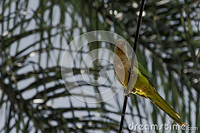Green parrot, psittacoidea, standing on a wire with leafy branch Stock Photo