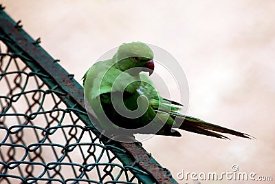 Green Parrot sitting on iron net fense. Stock Photo