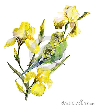 Green parrot sitting on yellow iris twig on white background. Wa Stock Photo