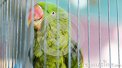 A green parrot trapped in a steel cage and staring at the camera Stock Photo