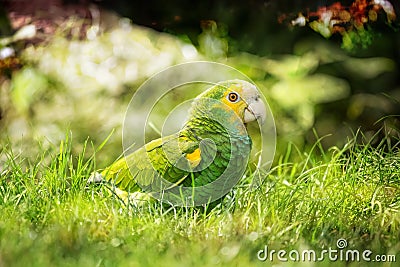 Green parrot walking on the grass in a wild environment Stock Photo