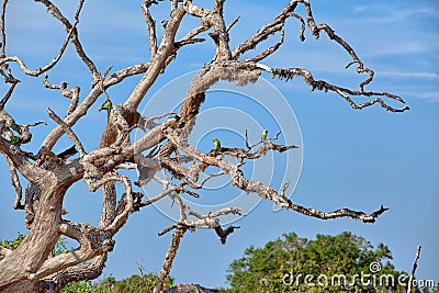 Green parrots are sitting on a death tree in the Yala Nationalpark Stock Photo