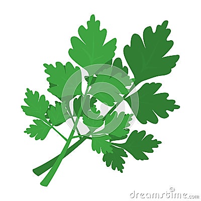 Green parsley branch. Fresh green healthy ingredient Vector Illustration