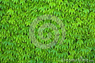 Green Parthenocissus Tricuspidata Stock Photo