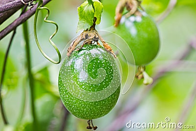 Green Passion fruit Stock Photo
