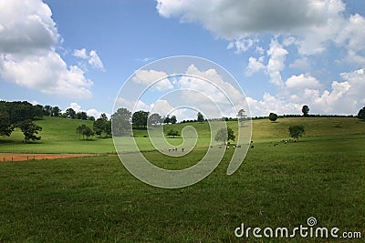 Green Pasture Stock Photo