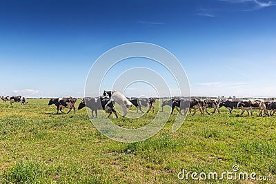 Green pasture field with dairy cows. Holstein breed Friesian Stock Photo