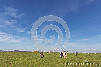 Green pasture field with dairy cows. Holstein breed Friesian Stock Photo