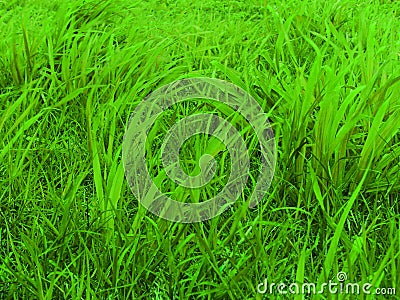 Green Pastures Stock Photo