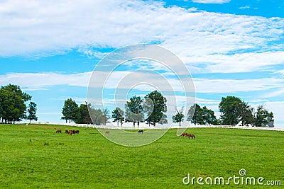 Green pastures of horse farms. Country summer landscape. Stock Photo