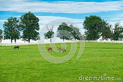 Green pastures of horse farms. Country summer landscape. Stock Photo