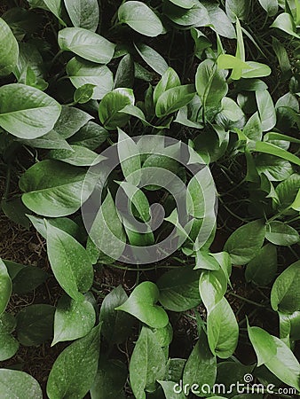 Green pattern of leaves. Calm your day Stock Photo