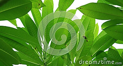 Green pattern leaves of Plumeria tree, shape isolated on white background. Stock Photo