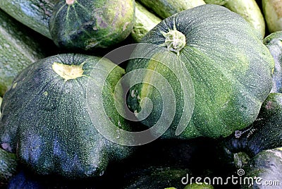 Green patty pan squash, Cucurbita pepo Stock Photo